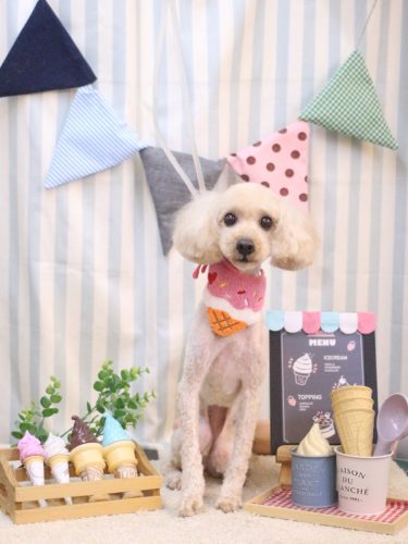 20250505ラテちゃん